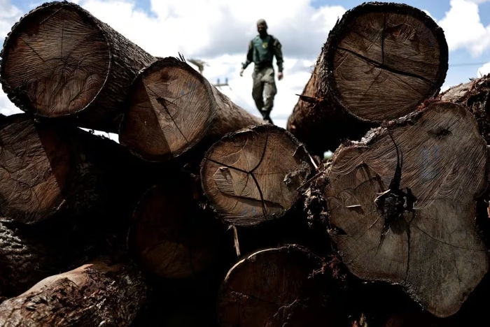 Seorang Agen dari Institut Brasil untuk Lingkungan dan Sumber Daya Alam Terbarukan (IBAMA) Memeriksa Pohon yang Diambil dari Hutan Hujan Amazon (Reuters/Ueslei Marcelino)
