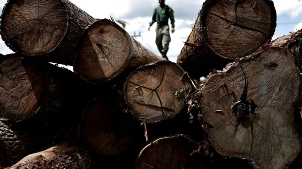 Seorang Agen dari Institut Brasil untuk Lingkungan dan Sumber Daya Alam Terbarukan (IBAMA) Memeriksa Pohon yang Diambil dari Hutan Hujan Amazon