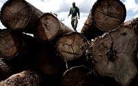 Seorang Agen dari Institut Brasil untuk Lingkungan dan Sumber Daya Alam Terbarukan (IBAMA) Memeriksa Pohon yang Diambil dari Hutan Hujan Amazon (Reuters/Ueslei Marcelino)