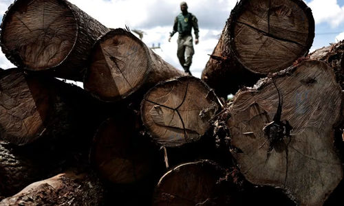 Seorang Agen dari Institut Brasil untuk Lingkungan dan Sumber Daya Alam Terbarukan (IBAMA) Memeriksa Pohon yang Diambil dari Hutan Hujan Amazon