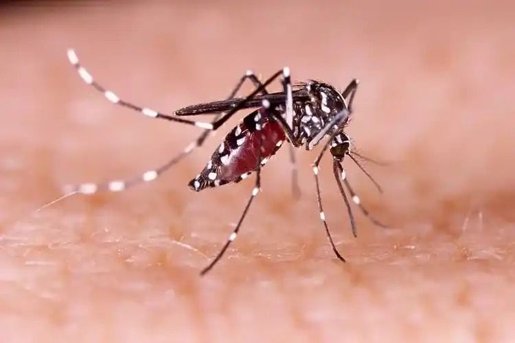 Nyamuk Wolbachia yang menjadi perdebatan. 