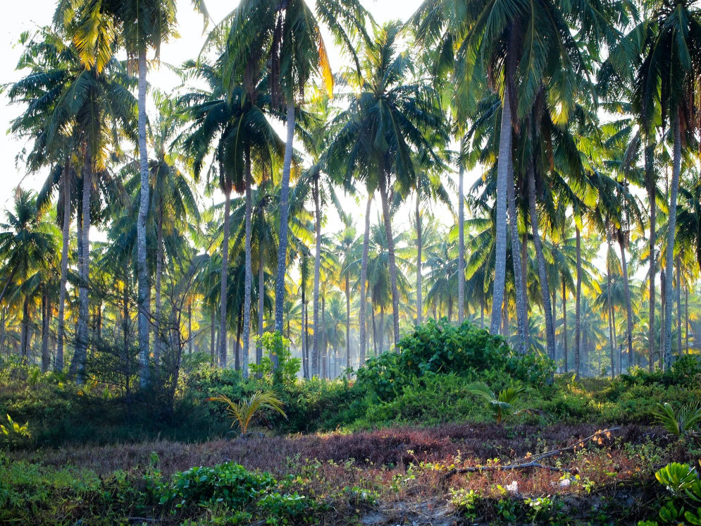 Ilustrasi kebun kelapa