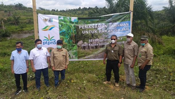 PalmCo – BBKSDA Riau Komitmen Perkuat Konservasi Gajah Sumatra
