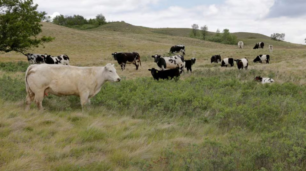 Ternak Merumput di Padang Rumput yang Terkena Dampak Kekeringan di Sebuah Peternakan Dekat Fairy Hill, Saskatchewan