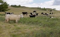 Ternak Merumput di Padang Rumput yang Terkena Dampak Kekeringan di Sebuah Peternakan Dekat Fairy Hill, Saskatchewan