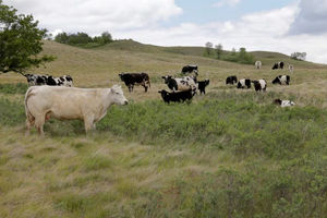 Ternak Merumput di Padang Rumput yang Terkena Dampak Kekeringan di Sebuah Peternakan Dekat Fairy Hill, Saskatchewan