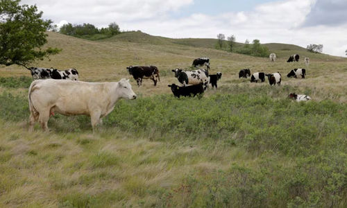 Ternak Merumput di Padang Rumput yang Terkena Dampak Kekeringan di Sebuah Peternakan Dekat Fairy Hill, Saskatchewan (Reuters/Valerie Zink)