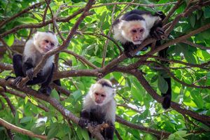 monyet berwajah putih.jpg