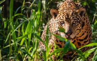 jaguar.jpg
