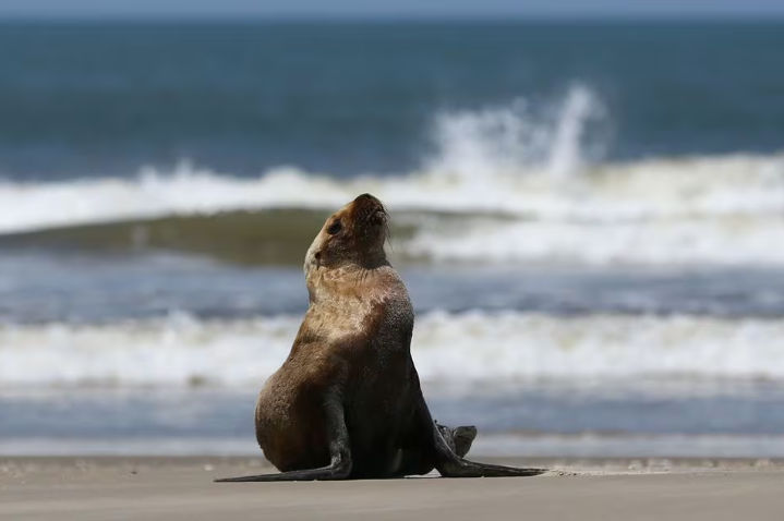 Seekor Singa Laut dengan Gejala Flu Burung Duduk di Pantai Samudra Atlantik Saat wabah Flu Burung, di Sao Jose do Norte (Reuters/Diego Vara)