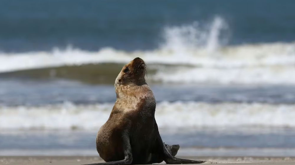 Seekor Singa Laut dengan Gejala Flu Burung Duduk di Pantai Samudra Atlantik Saat wabah Flu Burung, di Sao Jose do Norte