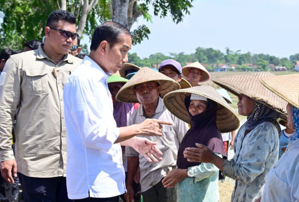 Presiden Jokowi saat berkunjung ke Pekalongan untuk turut melakukan tanam bersama petani, Rabu 13 Desember 2023
