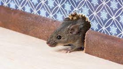 Sederhana, Berikut Tips Mengusir Tikus dari Rumah 