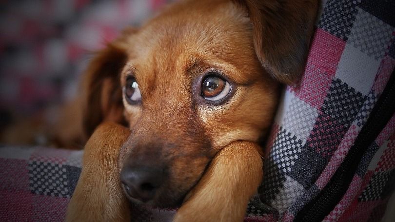 Mengapa Kebanyakan Anjing Bermata Gelap?