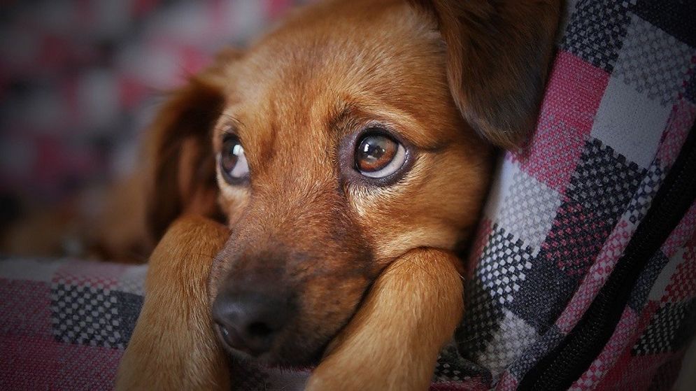 Mengapa Kebanyakan Anjing Bermata Gelap?