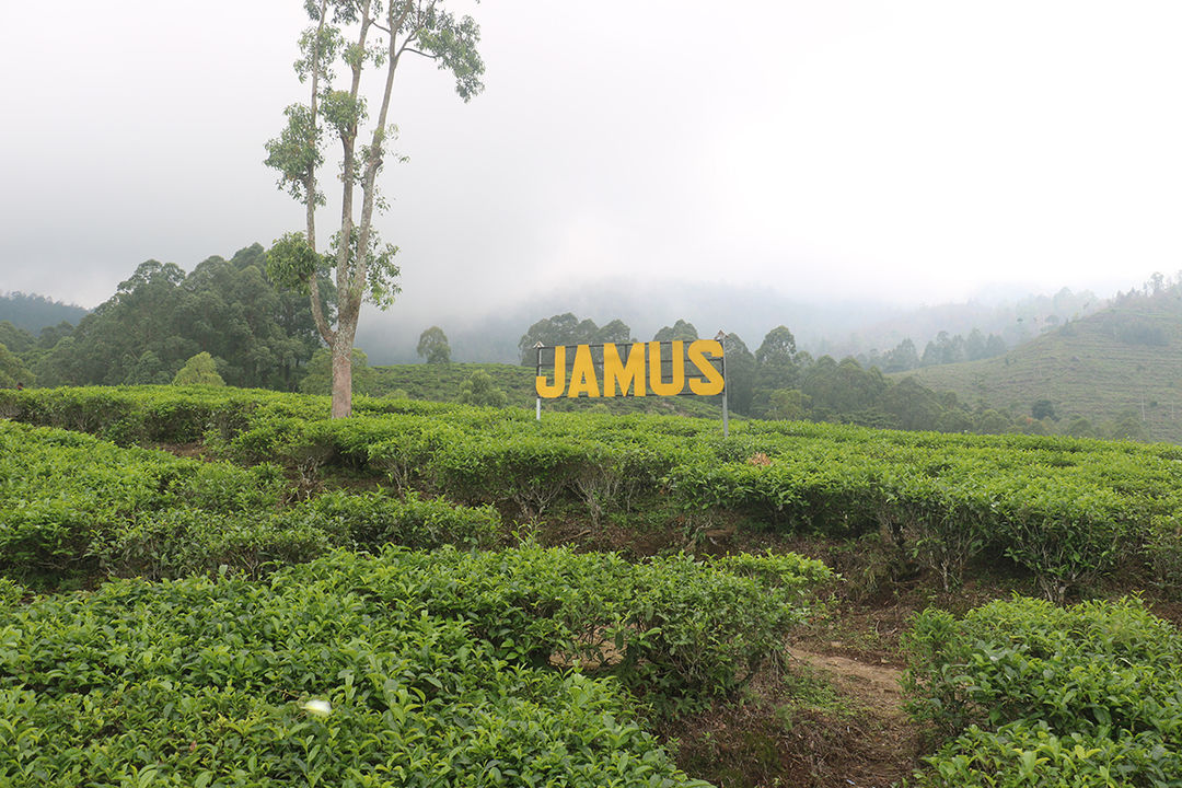 Kebun Teh Jamus