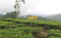 Kebun Teh Jamus