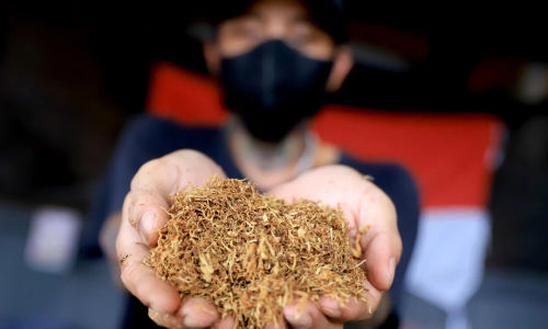 Sejumlah pasal dalam Rancangan Peraturan Pemerintah (RPP) sebagai aturan pelaksana Undang-Undang (UU) Nomor 17 Tahun 2023 tentang Kesehatan yang memuat soal tembakau dinilai akan mematikan Industri Hasil Tembakau (IHT).