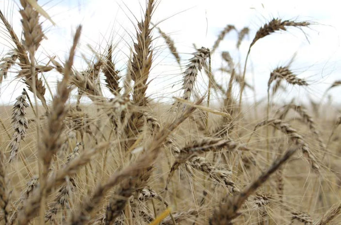 Tanaman terlihat di ladang gandum menjelang panen tahunan di dekat Moree, Australia (Reuters/Jonathan Barrett)