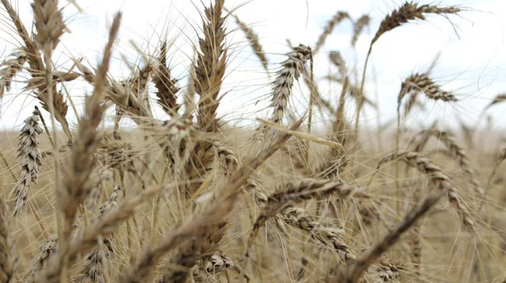 Tanaman terlihat di ladang gandum menjelang panen tahunan di dekat Moree, Australia