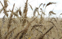Tanaman terlihat di ladang gandum menjelang panen tahunan di dekat Moree, Australia