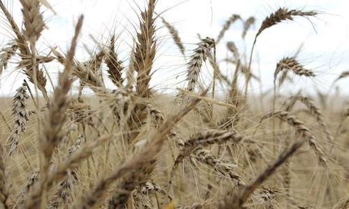 Tanaman terlihat di ladang gandum menjelang panen tahunan di dekat Moree, Australia