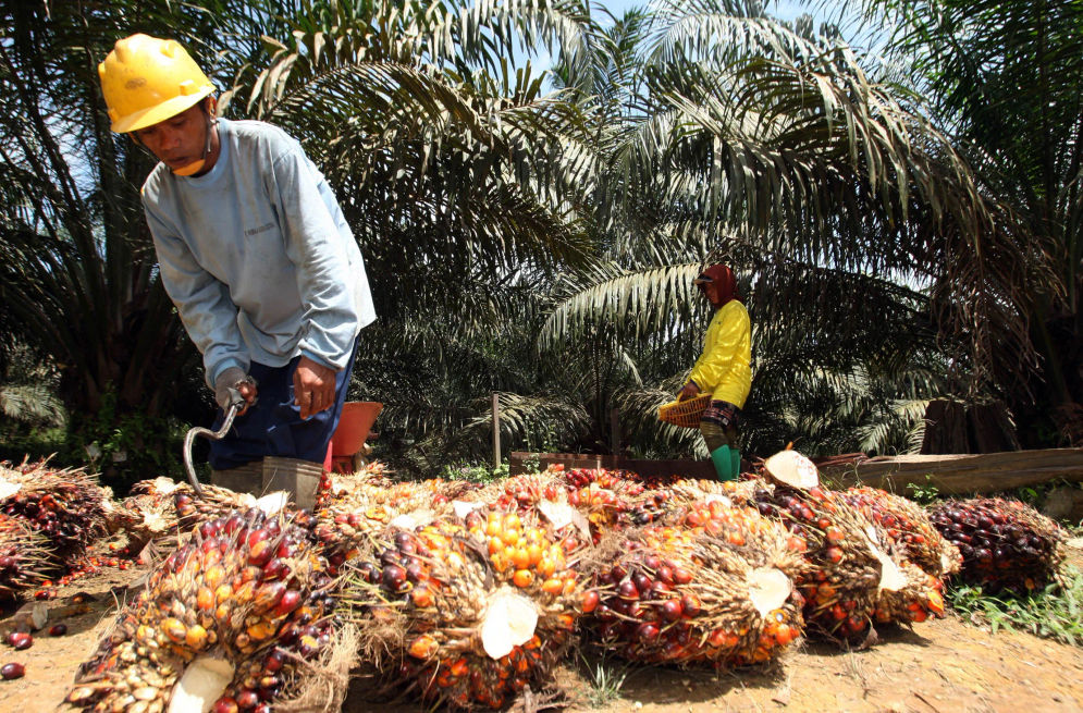 Emiten perkebunan kelapa sawit PT Gozco Plantations Tbk (GZCO) melalui anak usahanya PT Suryabumi Agrolanggeng berhasil memperoleh fasilitas pinjaman sebesar Rp450 miliar dari PT Bank Syariah Indonesia Tbk (BRIS).