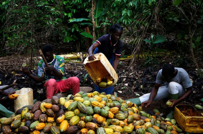 Petani memecahkan biji kakao di sebuah peternakan di Sinfra, Pantai Gading (Reuters/Luc Gnago)