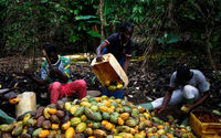 Petani memecahkan biji kakao di sebuah peternakan di Sinfra, Pantai Gading