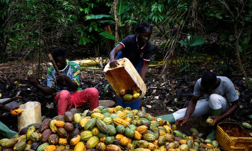Petani memecahkan biji kakao di sebuah peternakan di Sinfra, Pantai Gading