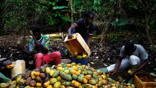 Harga Kakao dan Bijih Besi Terbang Tinggi pada 2023