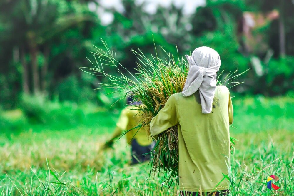 Pertanian merupakan tulang punggung ekonomi Indonesia