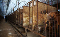 Anjing melihat dari kandangnya di peternakan daging anjing di Hwaseong, Korea Selatan