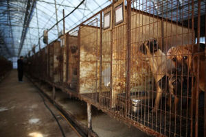 Anjing melihat dari kandangnya di peternakan daging anjing di Hwaseong, Korea Selatan