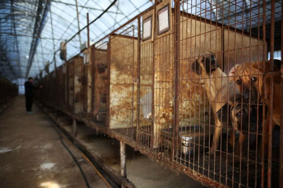 Anjing melihat dari kandangnya di peternakan daging anjing di Hwaseong, Korea Selatan