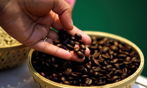 Seorang pengunjung memeriksa biji kopi di 'International Coffee Festival 2007' di kota Bangalore, India selatan (Reuters/Jagadeesh Nv (INDIA))