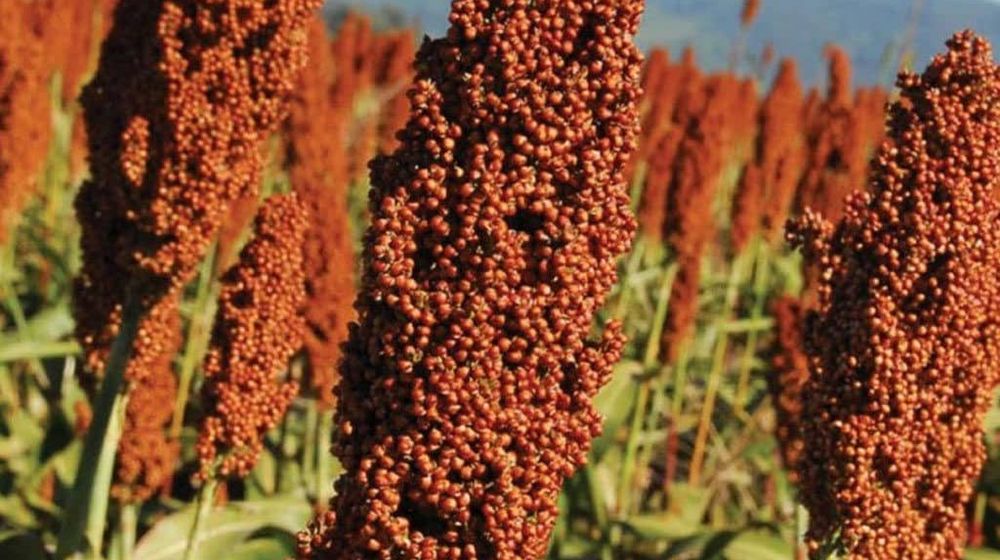 sorgum.jpg