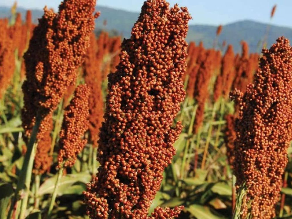 Petani Sorgum Sukamandi Berhasil Tingkatkan Produksi