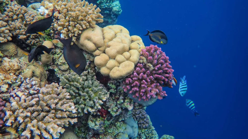 Taman Nasional Komodo.jpg