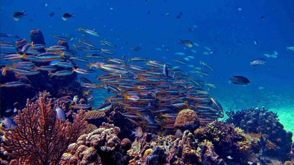 Segitiga Terumbu Karang.jpg