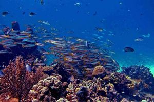 Segitiga Terumbu Karang.jpg