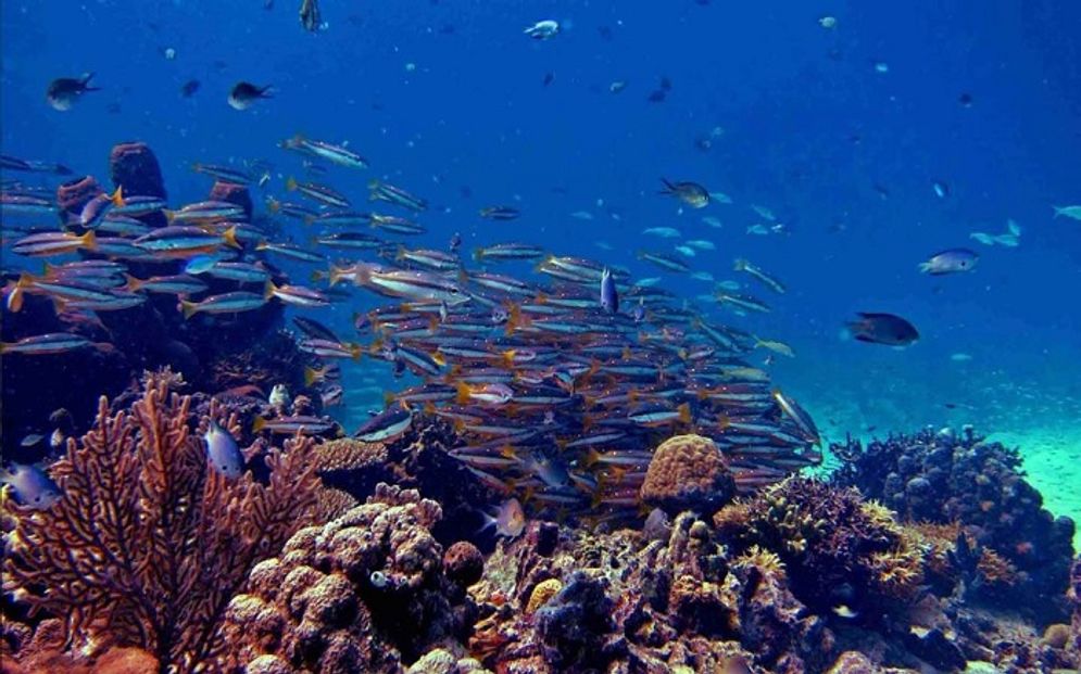 Cek inilah  9 Spot Diving Terbaik di Asia Tenggara, 3 di Indonesia