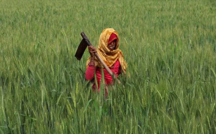 Seorang petani, bekerja di ladang gandum dekat Jaipur, India (Reuters/Anushree Fadnavis)