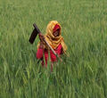 Seorang petani, bekerja di ladang gandum dekat Jaipur, India