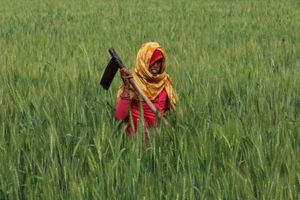 Seorang petani, bekerja di ladang gandum dekat Jaipur, India