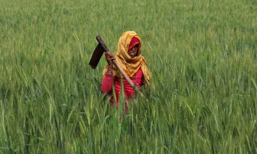 Seorang petani, bekerja di ladang gandum dekat Jaipur, India