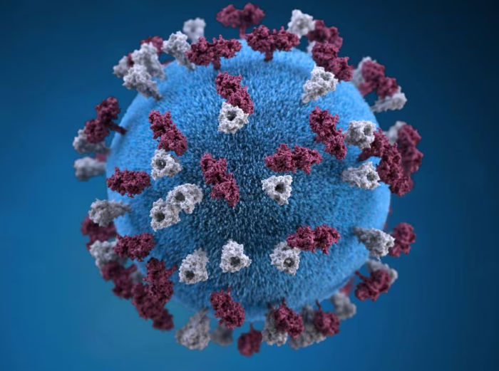 Ilustrasi memberikan representasi grafis 3D dari partikel virus campak berbentuk bola bertabur tuberkel glikoprotein (Reuters/Pusat Pengendalian dan Pencegahan Penyakit (CDC))