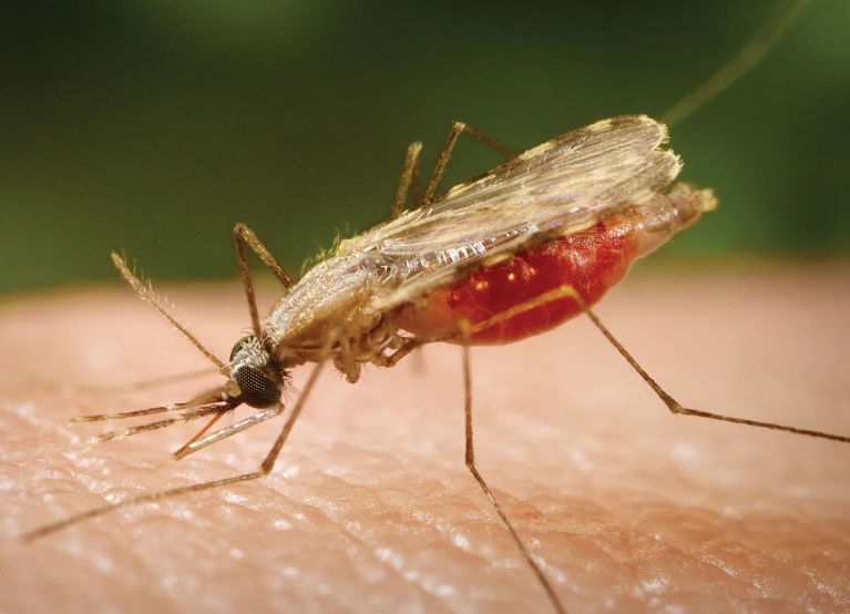 Ilustrasi nyamuk malaria (britannica)