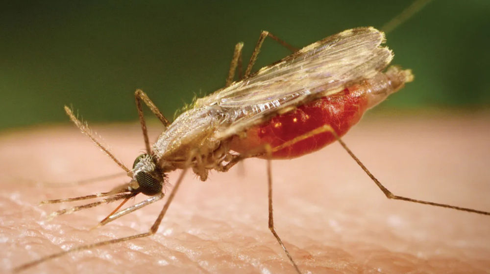 Ilustrasi nyamuk malaria
