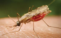 Ilustrasi nyamuk malaria